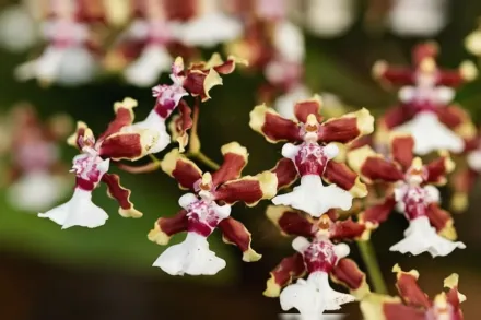 Sharry Baby gx Oncidium / Онцідіум Шеррі Бебі