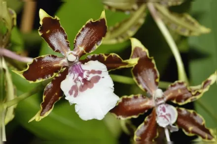 Jungle Monarch Oncidium / Онцидіум Джангл Монарх