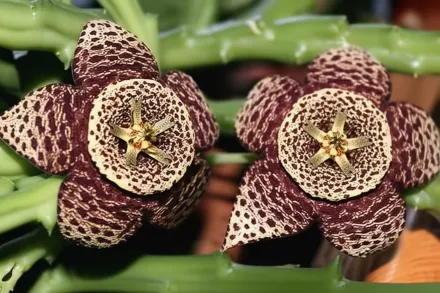 Орбеа варієгата / Orbea variegata