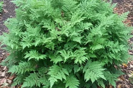 Орляк звичайний / Pteridium aquilinum