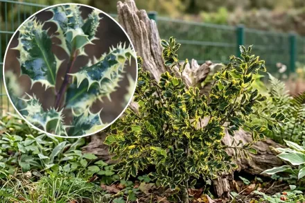 Падуб гостролистий Ферокс Арджентеа / Ilex aquifolium Ferox Argentea