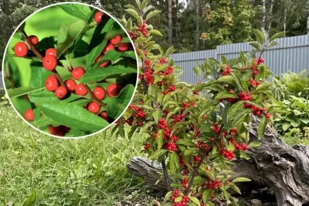 Падуб мутовчастий / Ilex verticillata