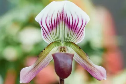 Paphiopedilum callosum / Пафіопеділум каллозум