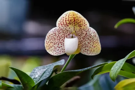 Paphiopedilum concolor / Пафіопеділум конколор