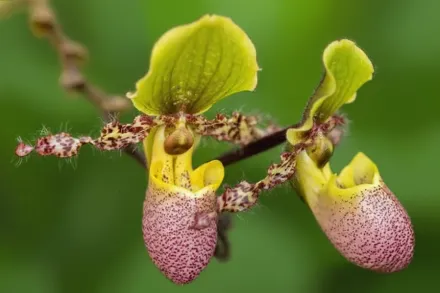 Pinocchio gx Paphiopedilum / Пафіопеділум Піноккіо