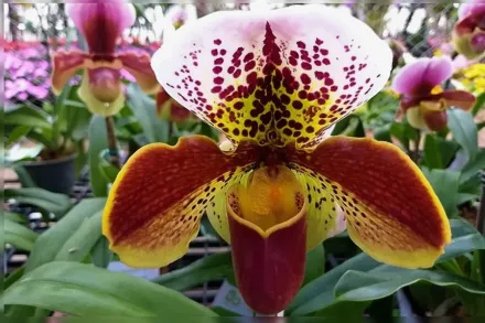 Paphiopedilum gratrixianum / Пафіопедилюм Гратікса