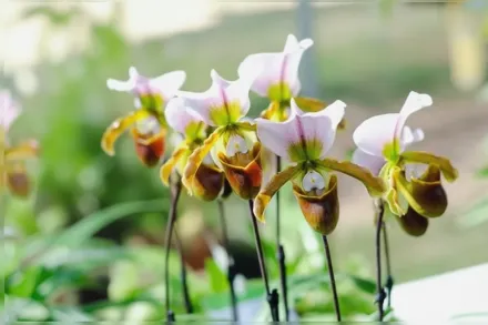 Paphiopedilum spicerianum / Пафіопедилюм Спайсера