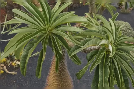 Пахіподіум Ламера / Pachypodium lamerei