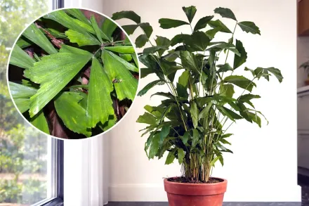 Caryota mitis / Пальма Каріота