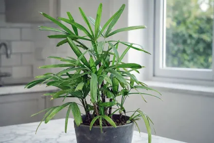 Rhapis excelsa / Пальма рапис