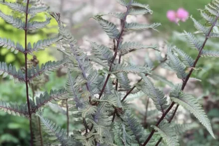 Crested Surf Athyrium niponicum / Папороть Крестед Серф