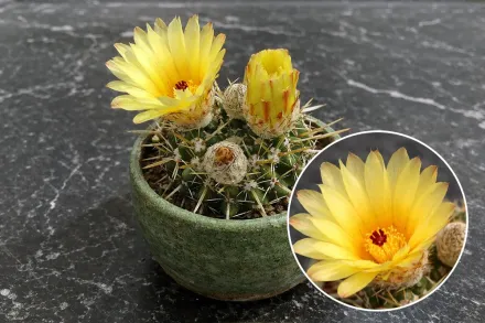 Parodia mammulosa / Пародія маммулоза