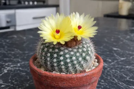 Parodia scopa / Пародія скопа