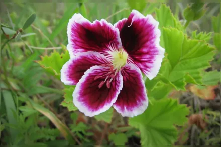 Pelargonium x domesticum / Пеларгонія домашня