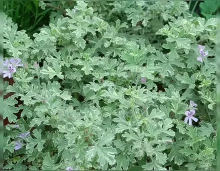 Lady Plymouth Pelargonium / Пеларгонія Леді Плімут