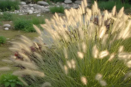 Пенісетум Хамельн / Pennisetum alopecuroides Hameln