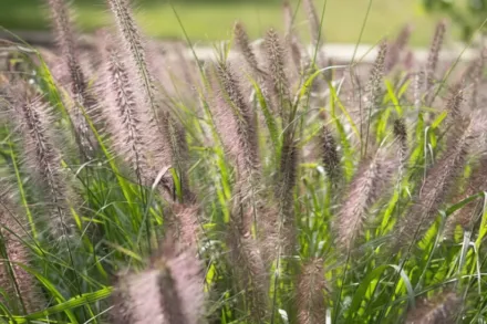 Пенісетум Ред Хед / Pennisetum alopecuroides Red Head
