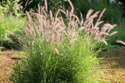 Пенісетум східний Карлі Роуз / Pennisetum orientale Karley Rose