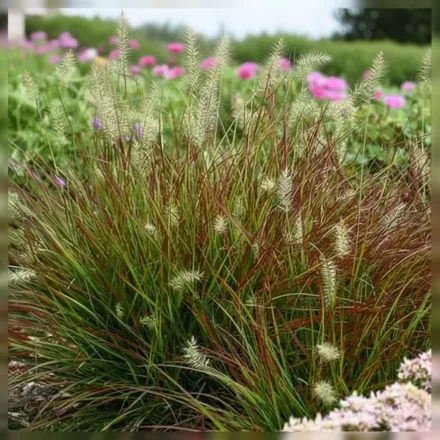 Бургунді Бані Пеннісетум / Pennisetum alopecuroides Burgundy Bunny