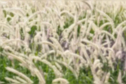 Пеннісетум східний / Pennisetum orientale