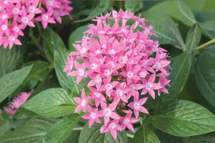 Баттерфляй Діп Пінк Пентас / Pentas lanceolata Butterfly Deep Pink