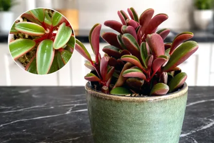 Пеперомія Гравеоленс / Peperomia graveolens