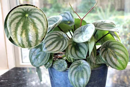 Пеперомія кавун / Peperomia argyreia