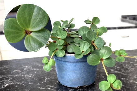Пеперомія Хоуп / Peperomia Hope