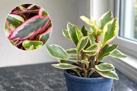 Пеперомія клузієлиста Джинні / Peperomia clusiifolia Ginny