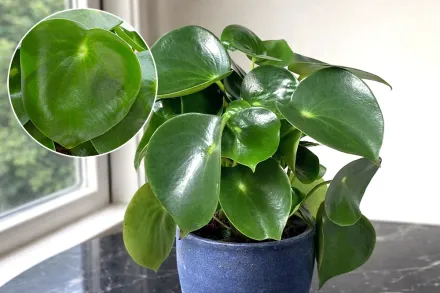 Пеперомія поліботрія / Peperomia polybotrya