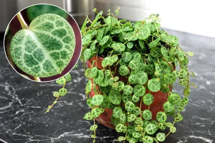 Пеперомія прострата / Peperomia prostrata
