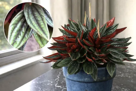 Пеперомія Россо / Peperomia Rosso