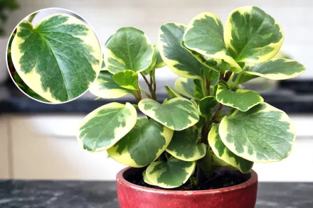 Пеперомія туполиста Варієгата / Peperomia obtusifolia Variegata