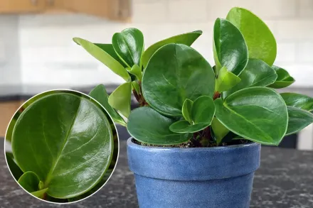 Пеперомія туполиста / Peperomia obtusifolia