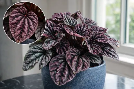 Пеперомія зморщена Луна Ред / Peperomia caperata Luna Red