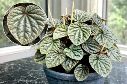 Пеперомія зморщена / Peperomia caperata