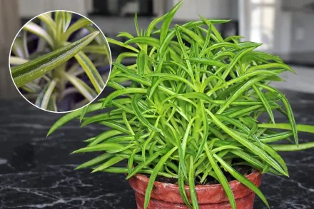 Пеперомия феррейра / Peperomia ferreyrae