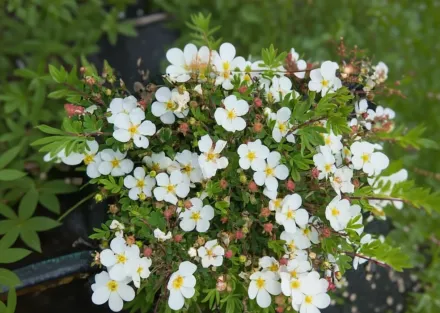Abbotswood Potentilla fruticosa / Перстач Абботсвуд