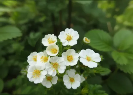 Перстач білий / Potentilla alba
