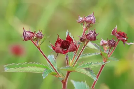 Перстач болотяний / Potentilla palustris
