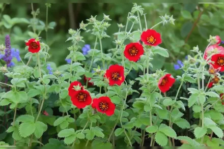 Перстач Фламенко / Potentilla Flamenco