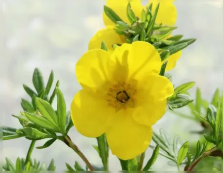 Голдфінгер Перстач / Potentilla fruticosa Goldfinger