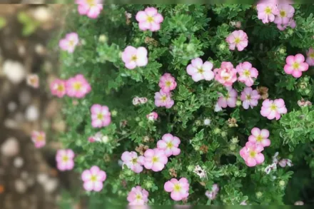 Хепі Фейс Хартс Перстач / Potentilla fruticosa Happy Face Hearts