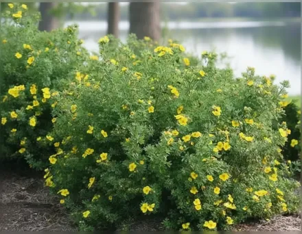 Хепі Фейс Йеллоу Перстач / Potentilla fruticosa Happy Face Yellow