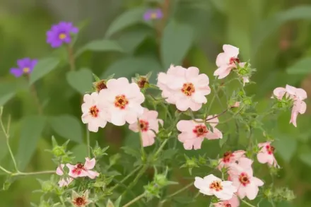 Перстач Хопвуда / Potentilla Hopwoodiana