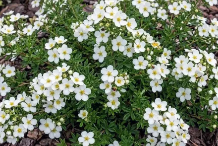 МакКейз Вайт Перстач / Potentilla fruticosa McKay’s White