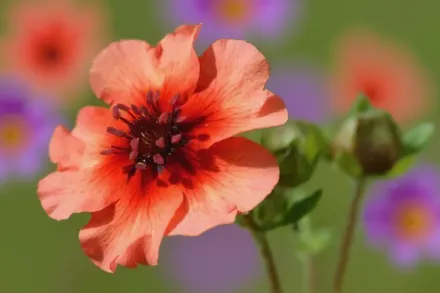 Перстач непальський / Potentilla nepalensis
