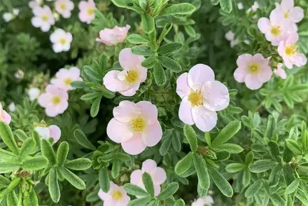 Пінк Квін Перстач / Potentilla fruticosa Pink Queen