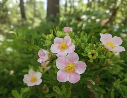 Happy Face Pink Paradise Potentilla fruticosa / Перстач Пінк Парадайз