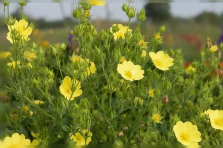 Перстач прямий Варреніі / Potentilla recta Warrenii